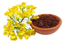 Rifining Process img